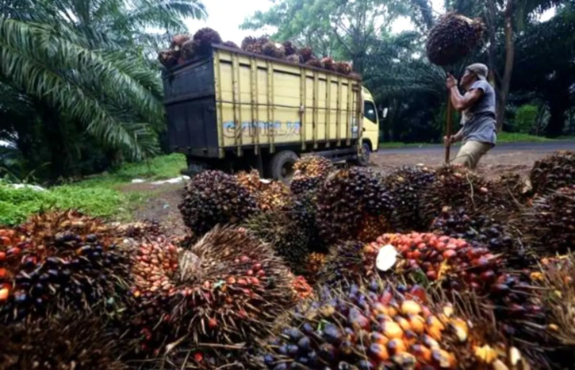 DPR dorong pemerintah optimalkan windfall batu bara dan CPO di tengah lonjakan harga komoditas dan tekanan fiskal APBN. Foto: Dok. WISPO.