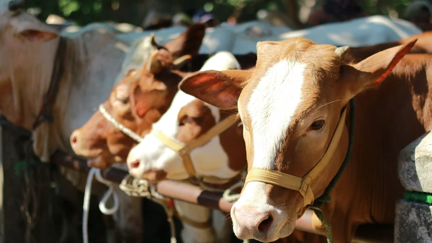 Ilustrasi 1.098 ekor sapi kurban untuk perayaan Hari Raya Idul Adha 1447 Hijriah. Foto: Dok Baznas