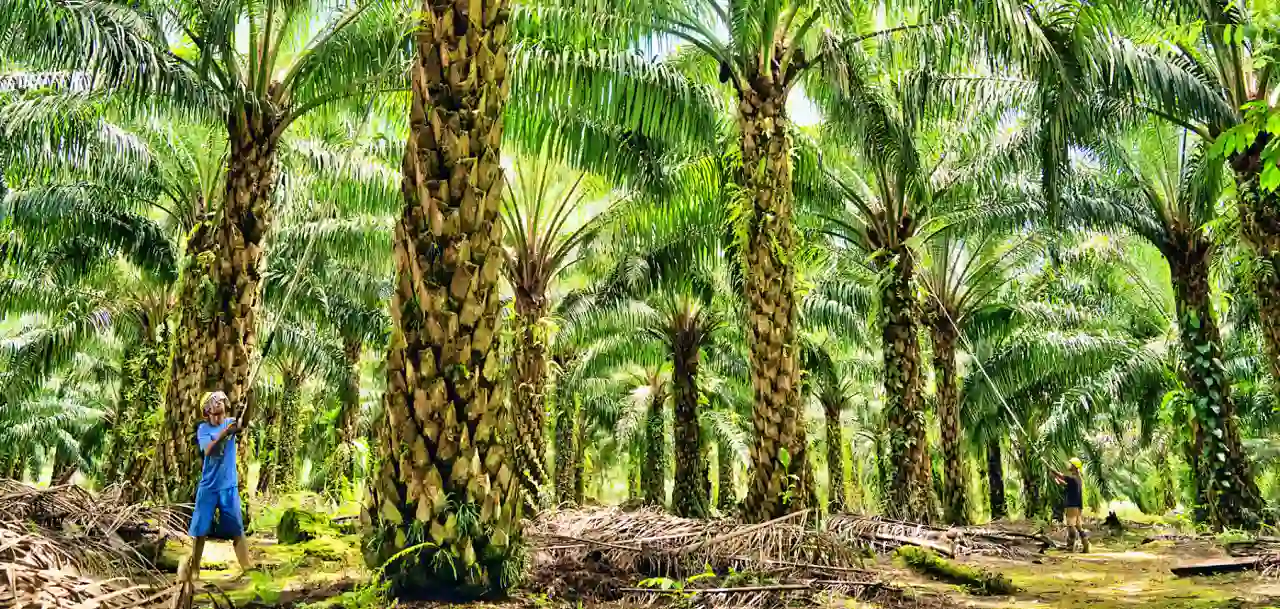 PT Austindo Nusantara Jaya Tbk (ANJT) mencatat lonjakan laba bersih pada kuartal pertama 2026. Foto: dok ANJT